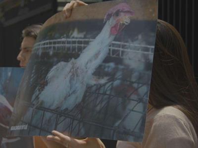 Ola de críticas tras sacrificio de gallina en el Senado mexicano