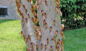 Millones de insectos cigarras invaden Estados Unidos después de dos siglos