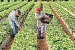 Nueva norma dará a trabajadores agrícolas temporales de Estados Unidos protecciones contra abusos