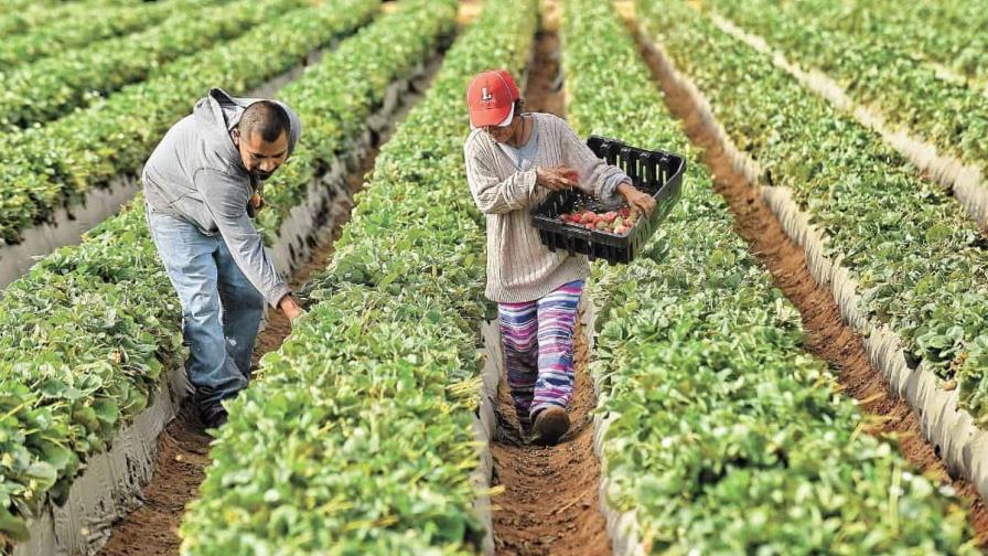 Nueva norma dará a trabajadores agrícolas temporales de Estados Unidos protecciones contra abusos
