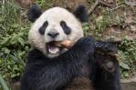 Una pareja de pandas gigantes viajará de China a San Diego dentro de un acuerdo de conservación Una pareja de pandas gigantes viajará de China a San Diego dentro de un acuerdo de conservación