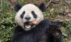 Una pareja de pandas gigantes viajará de China a San Diego dentro de un acuerdo de conservación