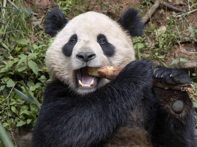 Una pareja de pandas gigantes viajará de China a San Diego