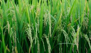 Científicos cultivan por primera vez arroz de cosecha rápida en zonas desérticas de China