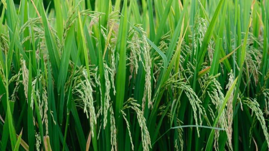 Científicos cultivan por primera vez arroz de cosecha rápida en zonas desérticas de China