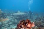 Lanzarse a los tiburones en República Dominicana sin morir en el intento Lanzarse a los tiburones en República Dominicana sin morir en el intento