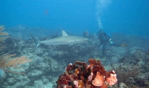 Lanzarse a los tiburones en República Dominicana sin morir en el intento