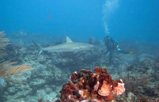Lanzarse a los tiburones en República Dominicana sin morir en el intento