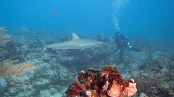 Lanzarse a los tiburones en República Dominicana sin morir en el intento