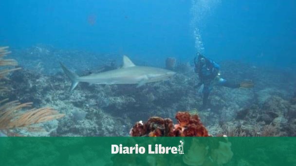 Lanzarse a los tiburones en RD sin morir en el intento