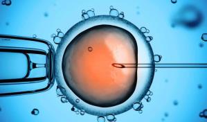 Un estudio arroja luz sobre la formación de los embriones humanos
