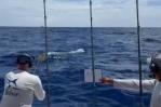Plaza San Juan sale al frente en torneo de pesca del marlin blanco Plaza San Juan sale al frente en torneo de pesca del marlin blanco
