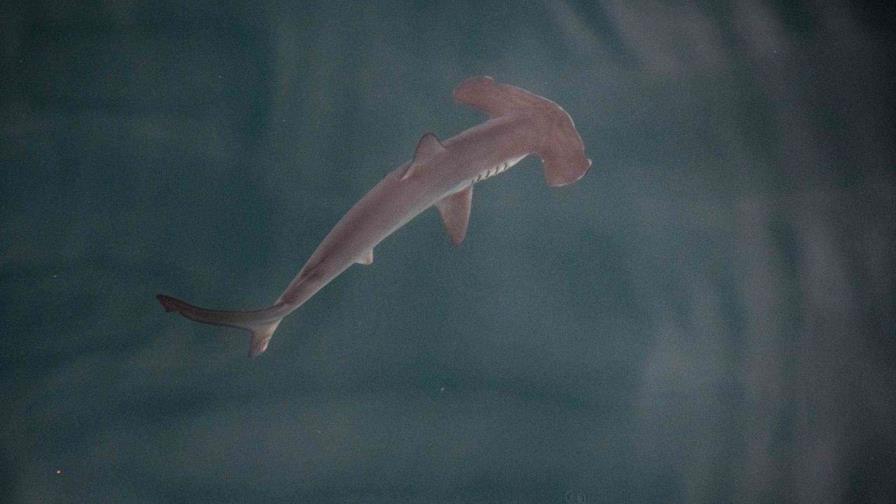 Hallan por primera vez una posible guardería de tiburones martillo liso en las Galápagos