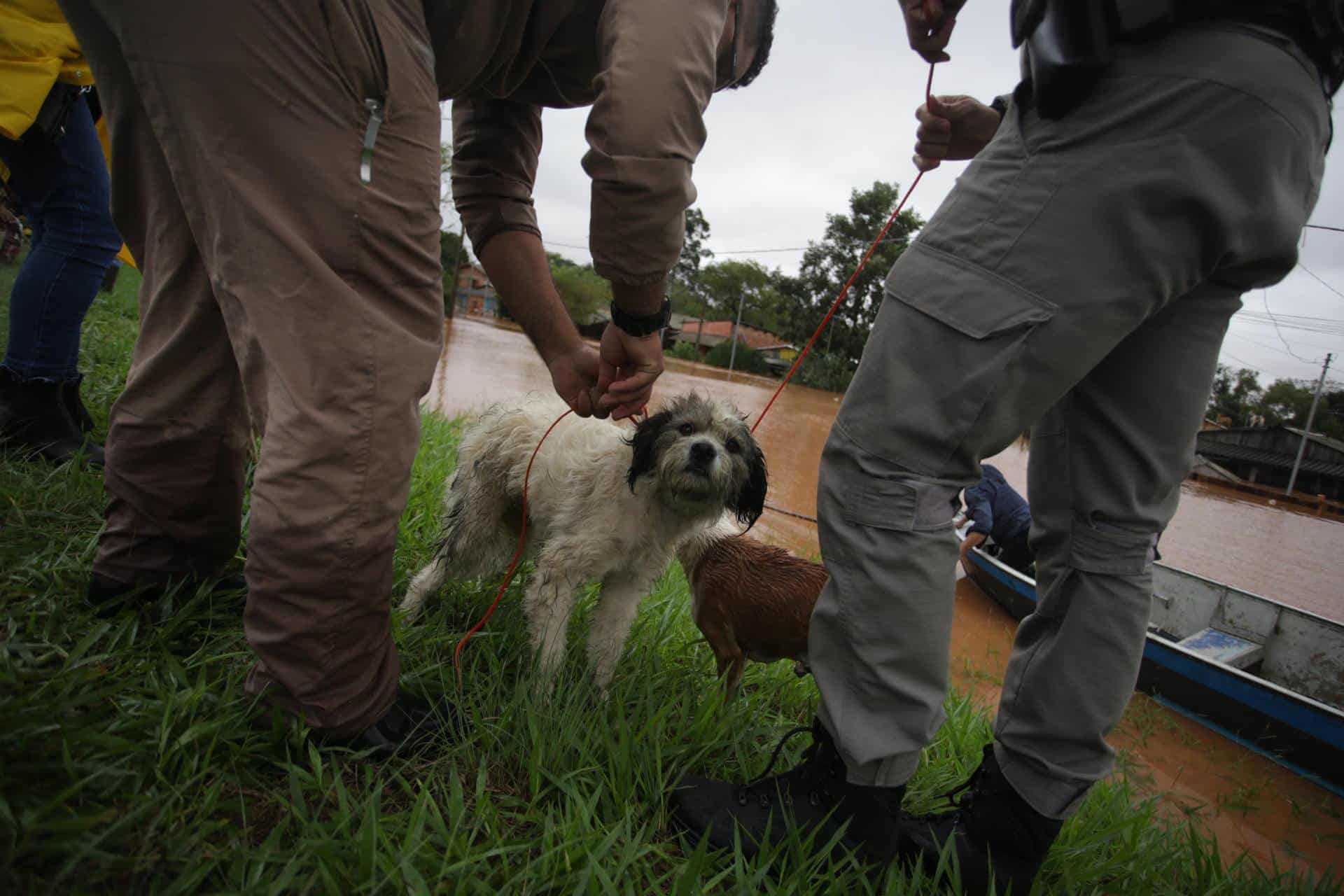 Bomberos rescatan unos perros atrapados en una casa inundada por las lluvias este viernes, en Porto Alegre (Brasil).