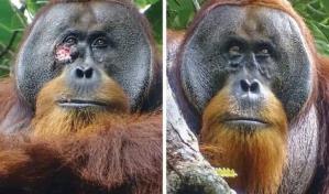 Orangután sorprende a científicos al prepararse ungüento para curarse herida