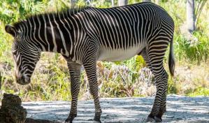 Una cebra se fuga durante su traslado al zoológico en EE.UU.