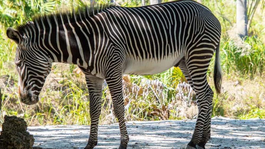 Una cebra se fuga durante su traslado al zoológico en EE.UU.