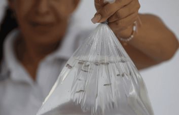 El ejército de peces guppy con el que combaten el dengue en el suroeste de Colombia