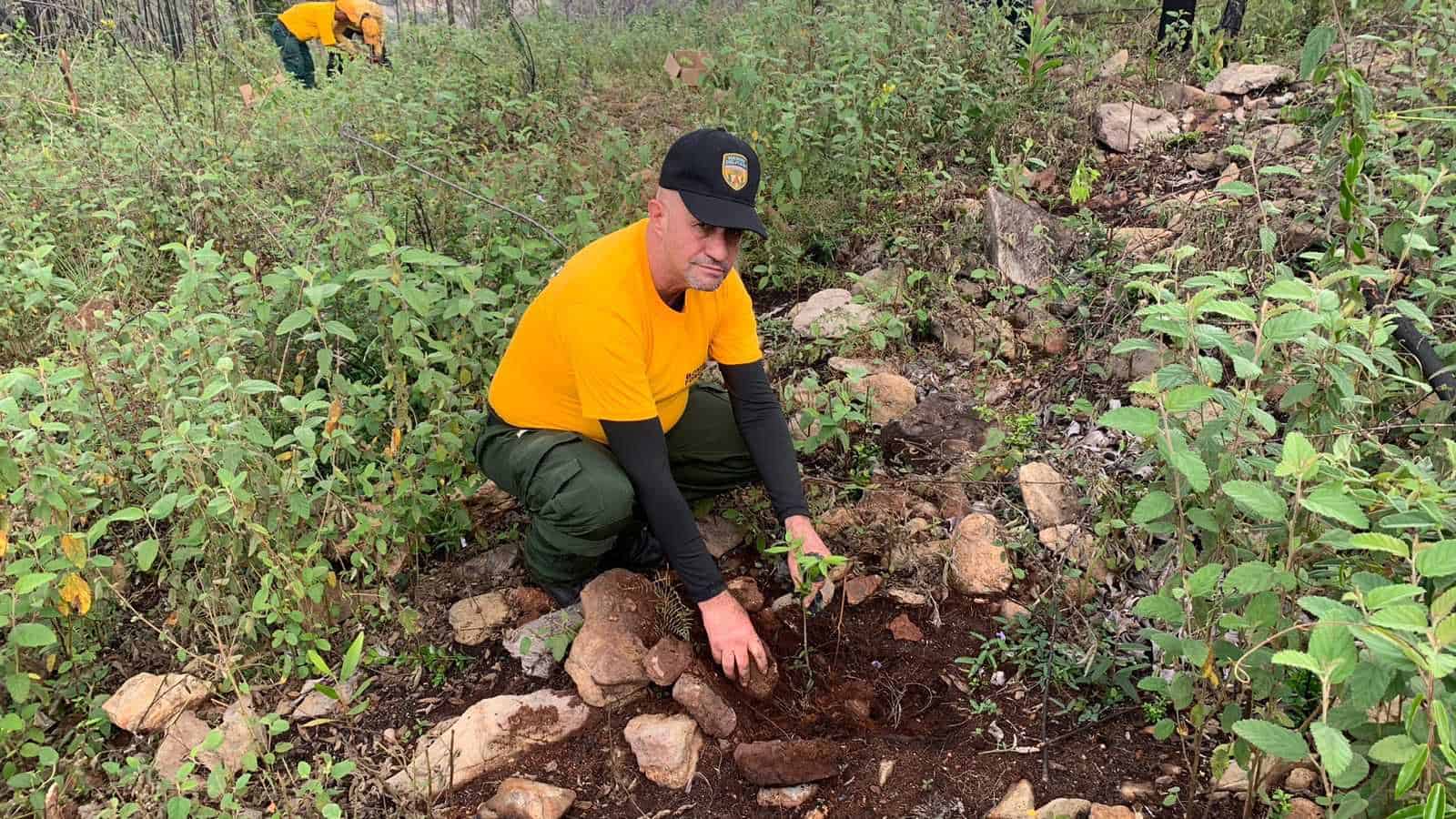 Bomberos forestales participaron de una jornada de restauración de árboles como actividad para conmemorar su labor.