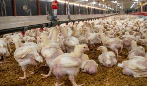 Disponen programa de pignoración por más de RD$900 millones por excedente de pollos