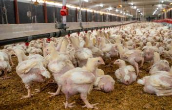 Disponen programa de pignoración por más de RD$900 millones por excedente de pollos