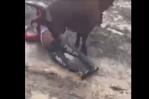 Joven es embestido por un toro en las  tradicionales corridas en El Seibo Joven es embestido por un toro en las  tradicionales corridas en El Seibo