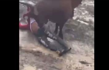 Joven es embestido por un toro en las  tradicionales corridas en El Seibo