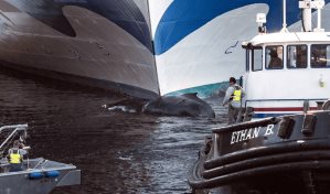 Un crucero con turistas llega a Nueva York con una ballena muerta en su proa