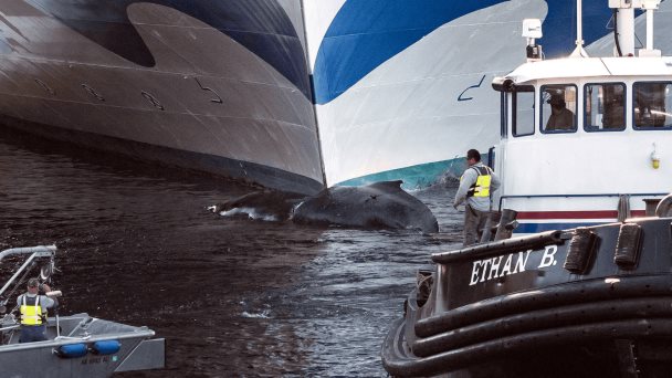 Un crucero con turistas llega a Nueva York con una ballena muerta en su proa