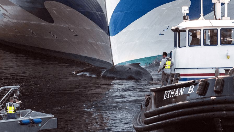 Un crucero con turistas llega a Nueva York con una ballena muerta en su proa