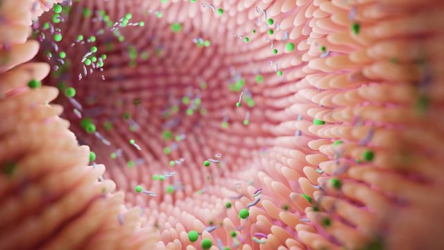 ¿Es tu microbiota intestinal la culpable de que no puedas perder peso?