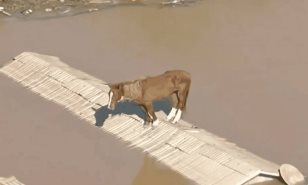 Caballo lucha por su vida desde un techo en Brasil