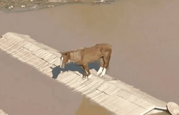 Caballo lucha por su vida desde un techo en Brasil