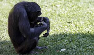 El duelo de una chimpancé que no quiere desprenderse de su cría muerta en un zoológico español