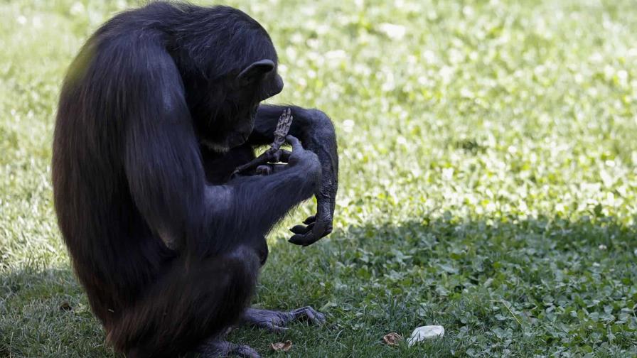 El duelo de una chimpancé que no quiere desprenderse de su cría muerta en un zoológico español