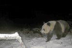Avistado en China por primera vez en 6 años raro ejemplar salvaje de oso panda pardo Avistado en China por primera vez en 6 años raro ejemplar salvaje de oso panda pardo