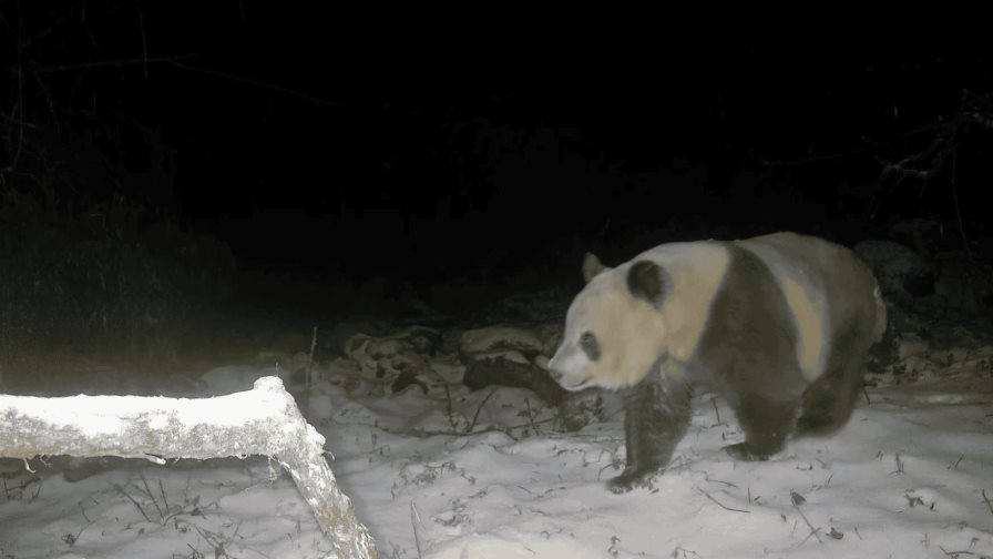 Avistado en China por primera vez en 6 años raro ejemplar salvaje de oso panda pardo