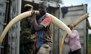 Crece el comercio ilegal en especies menos conocidas mientras cae el tráfico de marfil