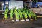 Decomisan 47 matas de presunta marihuana cultivadas en una vivienda en Puerto Plata Decomisan 47 matas de presunta marihuana cultivadas en una vivienda en Puerto Plata