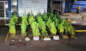 Decomisan 47 matas de presunta marihuana cultivadas en una vivienda en Puerto Plata