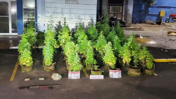 Decomisan 47 matas de presunta marihuana cultivadas en una vivienda en Puerto Plata