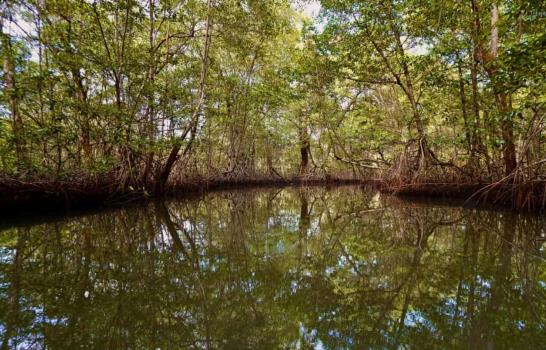 Un estudio mejora la estimación de la capacidad de los manglares para reducir el oleaje