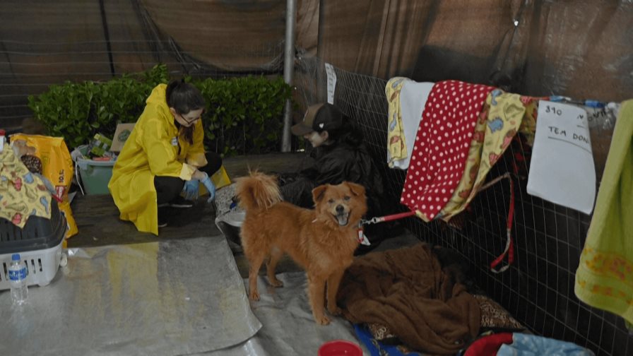 Rescate de Animales en Medio de Inundaciones en Brasil