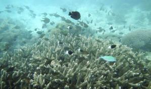 Declaran emergencia ambiental en Puerto Rico por especie invasora que afecta los corales