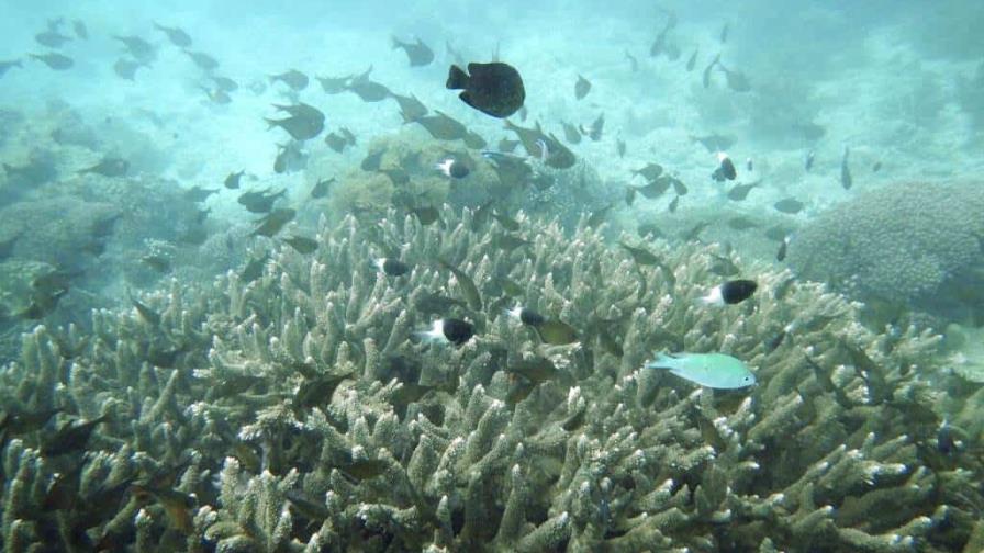 Declaran emergencia ambiental en Puerto Rico por especie invasora que afecta los corales