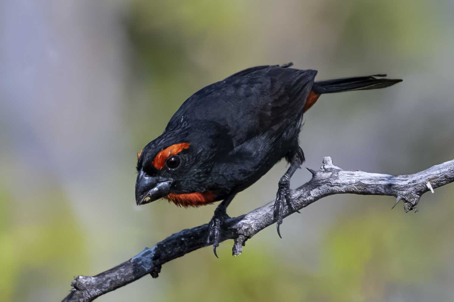 Gallito Prieto<br>(Melopyrrha violacea)