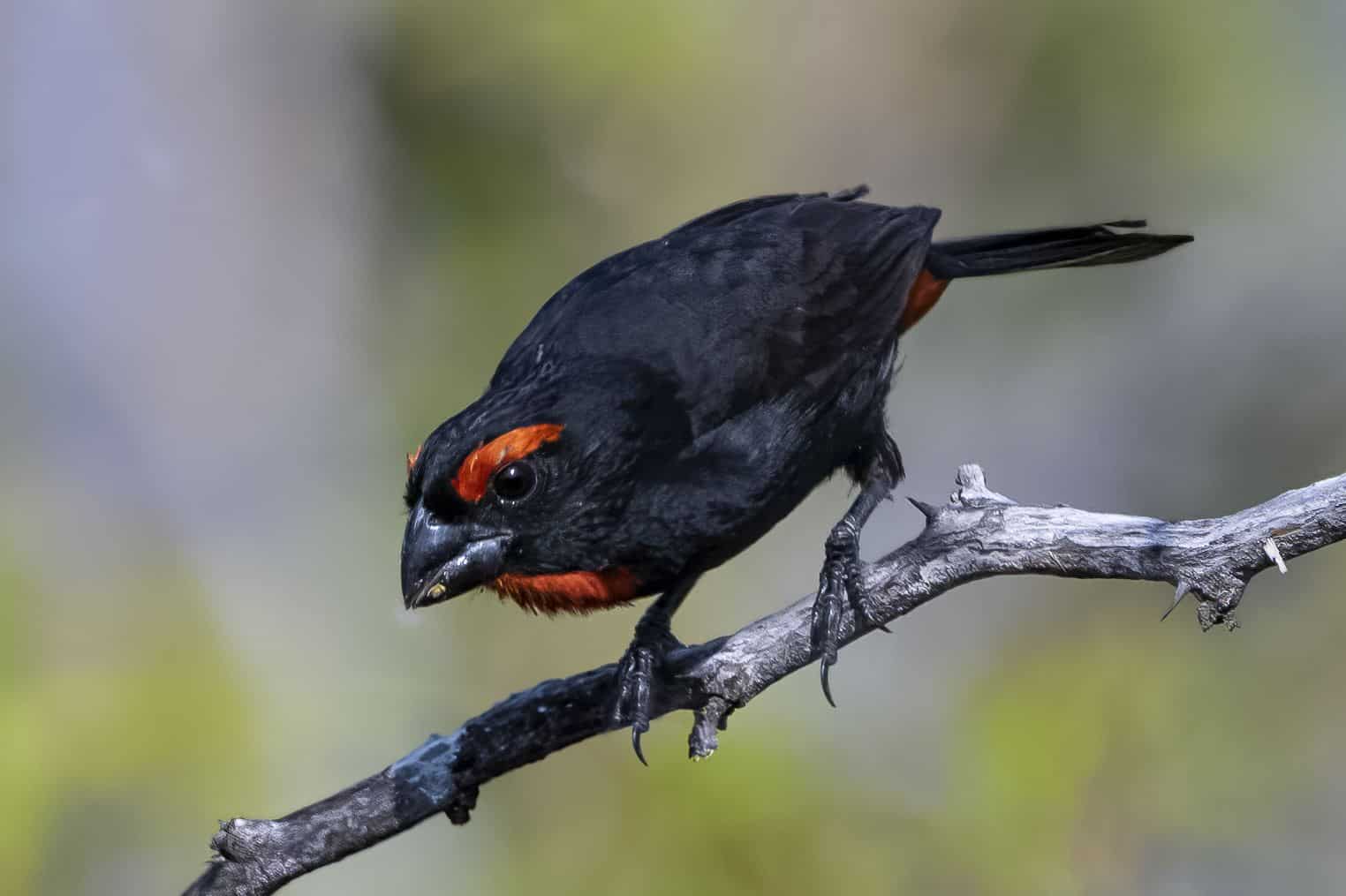 Gallito Prieto(Melopyrrha violacea)