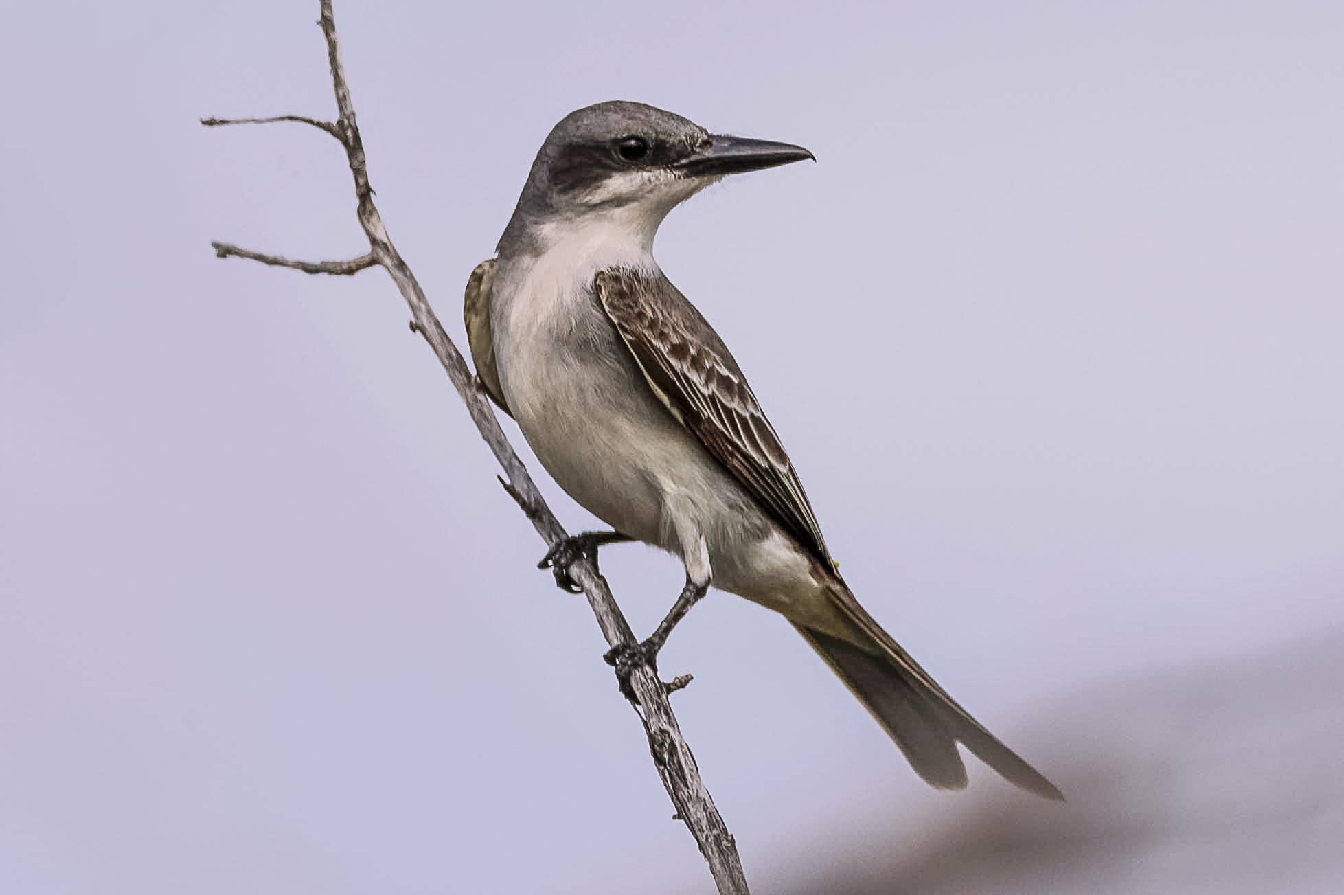 Petigre(Tyrannus dominicensis)