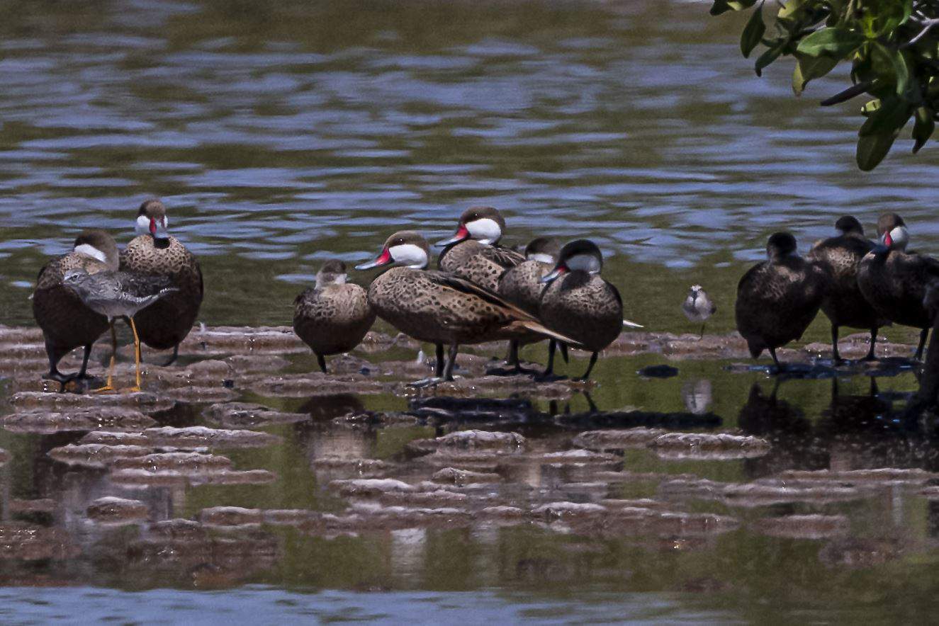 Pato de la Orilla(Anas bahamensis)