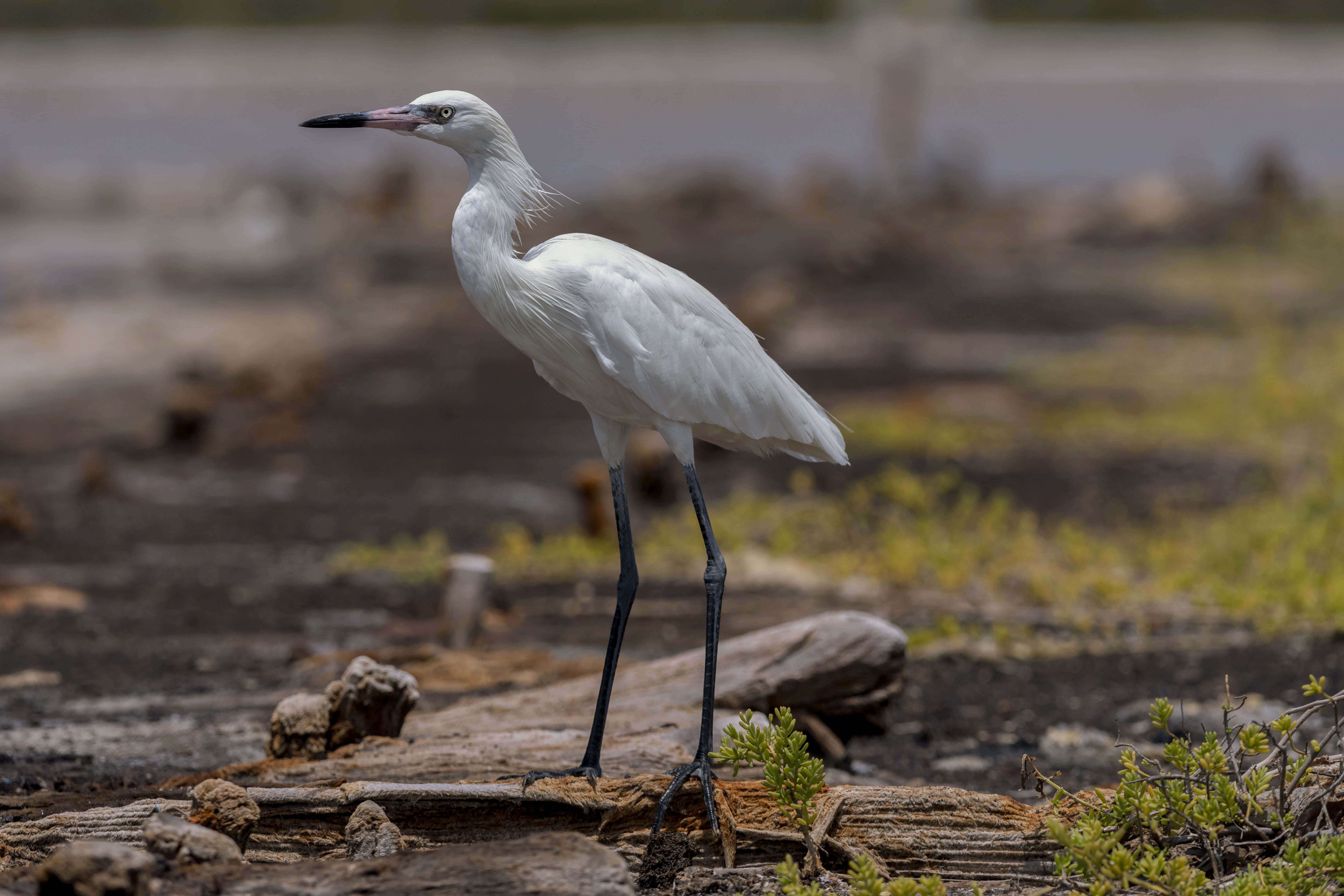 Garza Rojiza(Egretta rufescens)